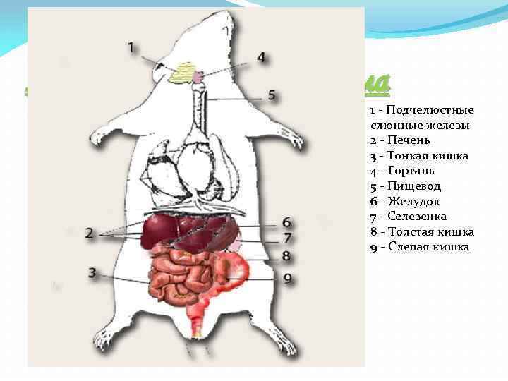 На фото описано строение крысы